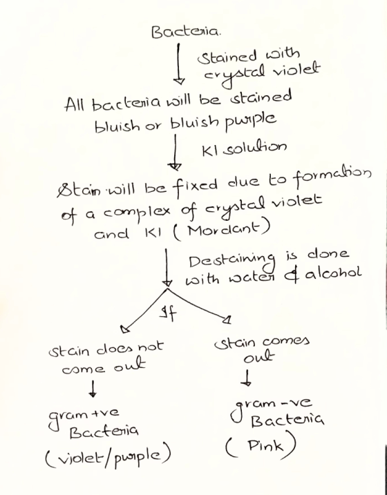 Bacteria Stained with + crystal violet All bactenia will be stained bluish or bluish purple Kl solution Btain will be fixed d