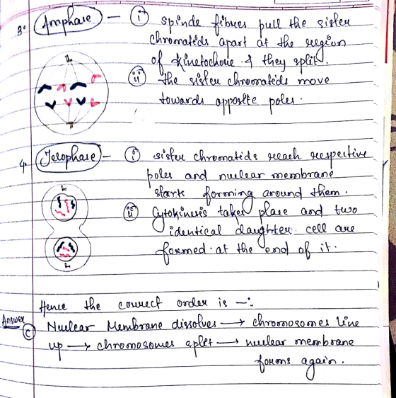 Amphare) – haule ③ spinde febrer Spinde fibues pull the sisten chromatids apart of the region of kinetochure & they split. (4