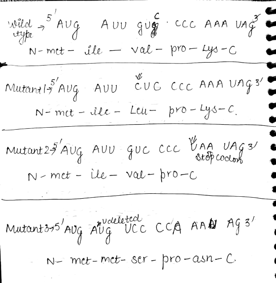 5 с 3 A UU Gug ССС AAA VA wild AU type N-met- ile val - pro- Lys-C CUG ccc AAA Mutant 15% Aug. AUU cuc N- met - ile - Leur pr