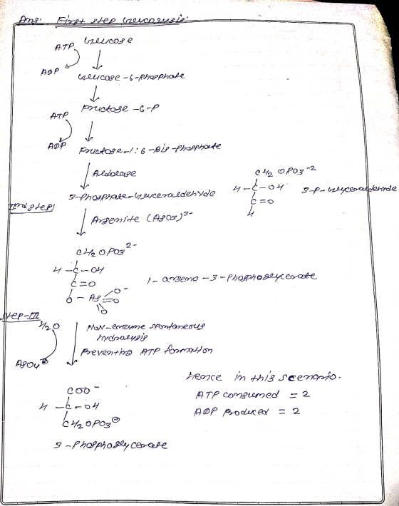 Ang First shee breecorusle ATP reucose ADO Clucose-6-phosphate protове -д-р - ATP ADP Fructose-1:6-Bie -Phosphorte Aldolase C