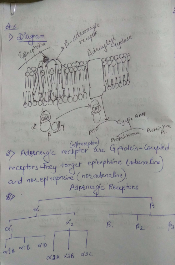 ns clase GDP A. Adgenagic receptor target ep Adpenengic Recuptors CX、 3, 3