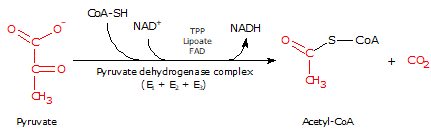 COA-SH O NAD TPPNADH FADO S -COA +cą O Pyruvate dehydrogena se complex (E + E + E) 013 ca Pyruvate Acetyl-CoA
