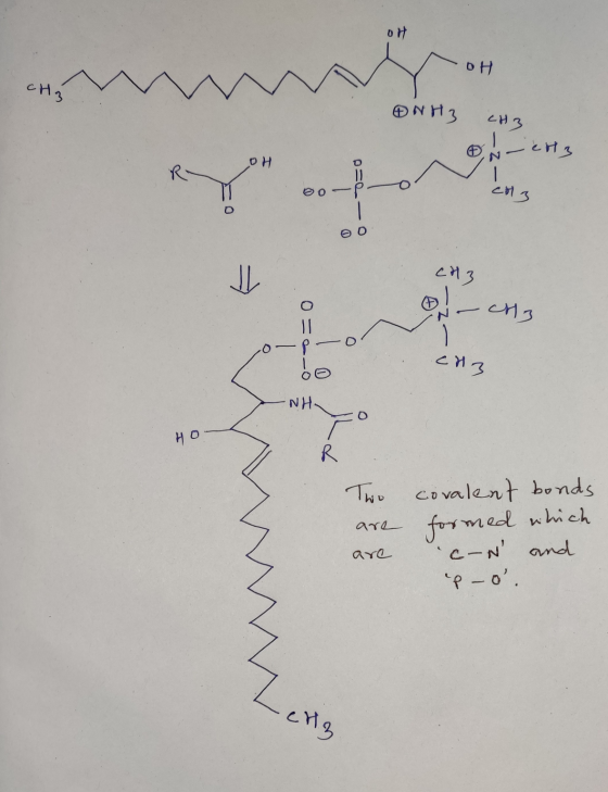OH -OH сна NH3 CH3 - H3 OH 00-P CH 3 - Hz 0-0=0 ch3 NH HO R Two are are covalent bonds formed which con and p - o.