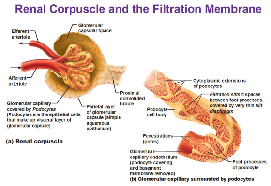 Renal Corpuscle and the Filtration Membrane Glomerular capsular space Efferent- arteriole Afferent arteriole Cytoplasmic exte