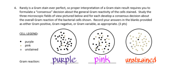 4. Rarely is a Gram stain ever perfect, so proper interpretation of a Gram stain result requires you to formulate a consensu
