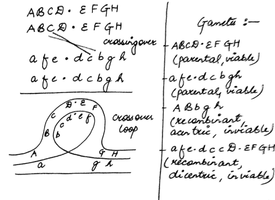 ABCA: E F GH ABCD · E F G H Ganette - . crossing over ABC • EF GH afe.dcbgh (parental, viable) 1. Fafe.dcbgh (parent al viabl