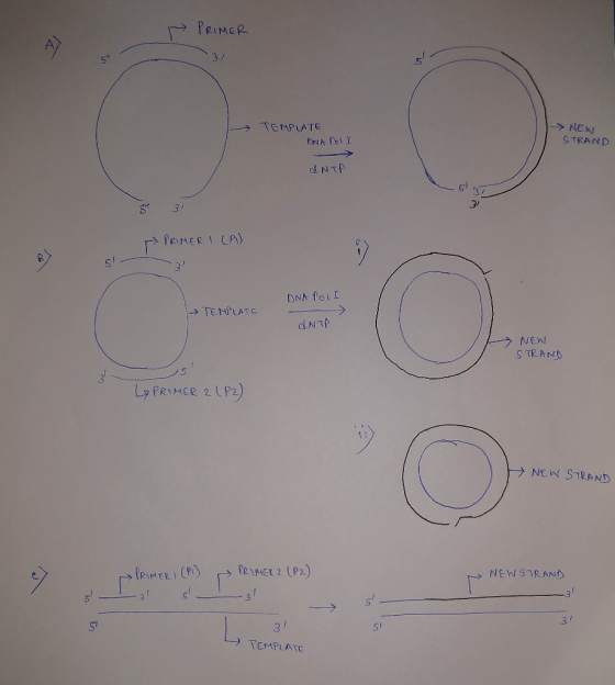 P PRIMER 1 TEMPLATE DNA POLI NEW STRAND INTP 3/ A PRIMER I (P) DNA PoiI → TEMPLATE dNTP > NEW STRAND LA PRIMER 2 (P2) NEW STR