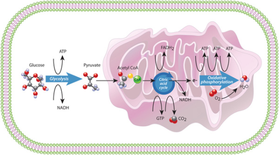 Ru m uman T 2 FADHZ M ATP ATP ATE PATP АТР UUU Glucose Pyruvate Acetyl COA SMISSO Glycolysis Citric Oxidative e- phosphorylat