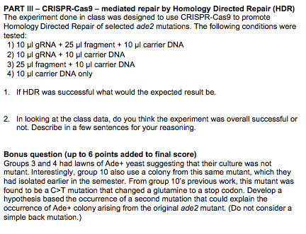 PART III CRISPR-Cas9 mediated repair by Homology Directed Repair (HDR) The experiment done in class was designed to use CRISPR-Cas9 to promote Homology Directed Repair of selected ade2 mutations. The following conditions were 1) 10 μ| g RNA + 25 μ1 fragment + 10 μ1 carrier DNA 2) 10 μ1 gRNA + 10 μ1 carrier DNA 3) 25 μ1 fragment + 10 μ1 carrier DNA 4) 10 μl carrier DNA only 1. If HDR was successful what would the expected result be. 2. In looking at the class data, do you think the experiment was overall successful or not. Describe in a few sentences for your reasoning. Bonus question (up to 6 points added to final score) Groups 3 and 4 had lawns of Ade+ yeast suggesting that their culture was not mutant. Interestingly,group 10 also use a colony from this same mutant, which they had isolated earlier in the semester. From group 10s previous work, this mutant was found to be a C>T mutation that changed a glutamine to a stop codon. Develop a hypothesis based the occurrence of a second mutation that could explain the occurrence of Ade+ colony arising from the original ade 2 mutant. (Do not consider a simple back mutation.)