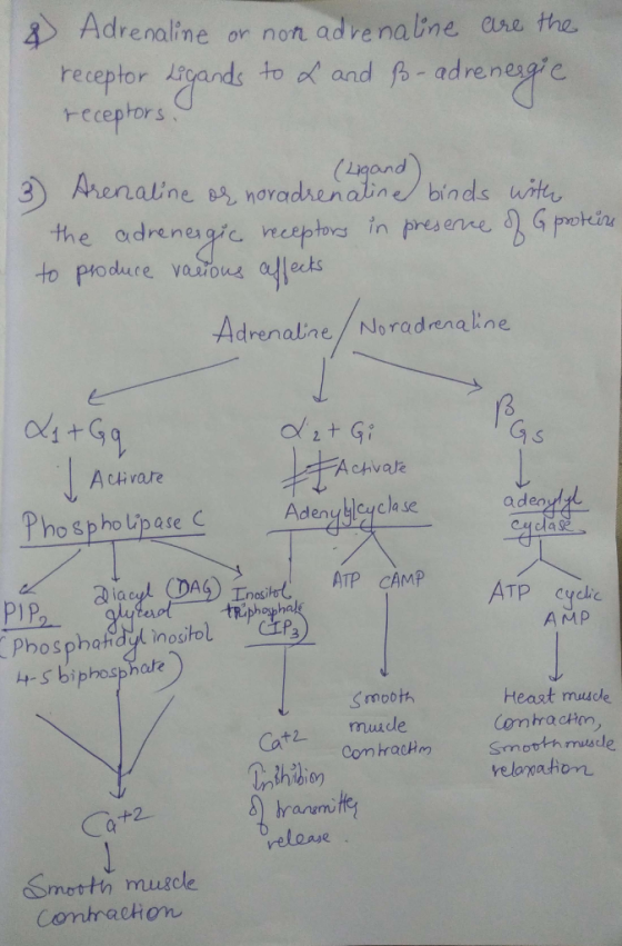 Adrenaline or non. advenaline are the. receptor itgands to ol and fo-adrenegpie receptors - adrenesa to phoduce varous Adrena