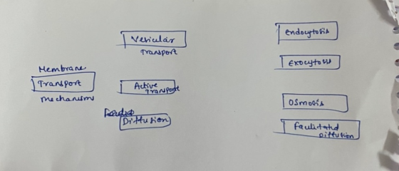 endocytosis Vericular transport I exocytosis Membrane | Transport Mechanism Ī Active neuport osmosis feeded fusion) faulitate