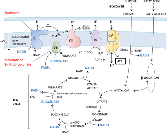FATTY ACIDS GLUCOSE GLYCOLYSIS Rotenone PYRUVATE FATTY ACYL COA H+ I Cytc H+ 1 I cv -AY. Mitochondrial inner membrane CII avy
