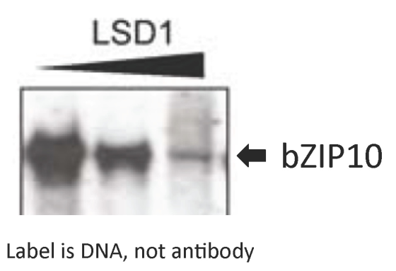 LSD1 bZIP10 Label is DNA, not antibody