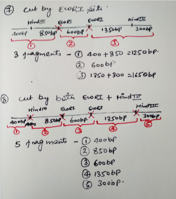 Cut by ELORI siti hind TIL Hind me EMRI 8 sobp boobp FLORI x 13506p - 3bobp Noob 2 3 fragments 0 400 +850 21250 bp. 7 Goobp ③