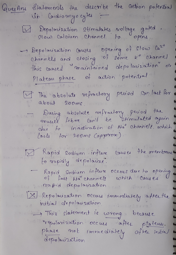 Ques Ans W Statements the describe the action potential in Cardiomyocytes :- Depolarization stimulates moltage gated , Slow C