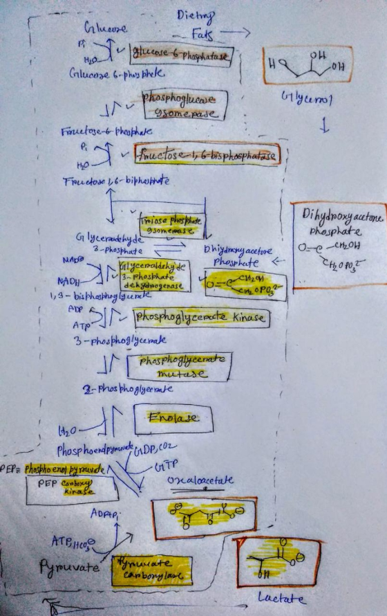 Glucose Dieting Fats glucose-6-phosphatase, OH 2014 1. Glucoze 6-phus bheke phosphogluene Glycerol w ysome pase ! Fructose-b-