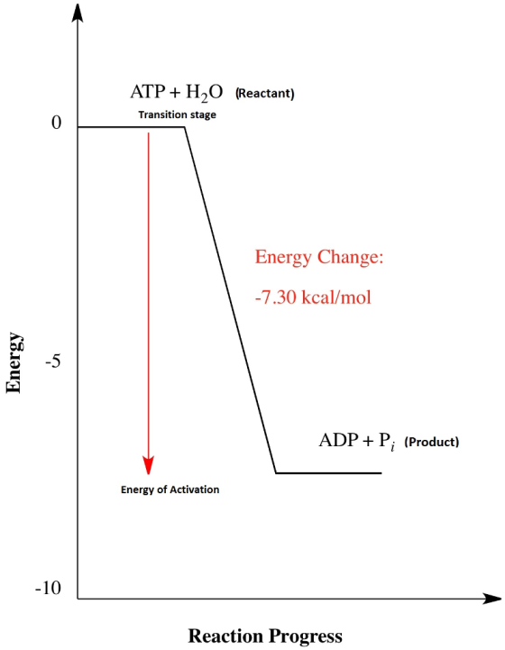 ATP H2O (Reactant) Transition stage 0 Energy Change: -7.30 kcal/mol 3 5 ADP +P (Product) Energy of Activation -10 Reaction Pr