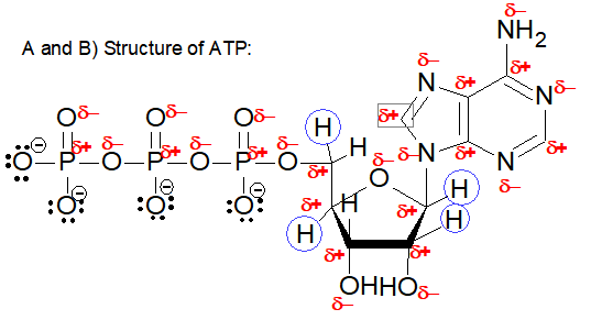 NH, A and B) Structure of ATP: a 08 08 08 A N stvo 6+! :02P-o-po-osto LH HV 07 H &+ To+ OHHOS