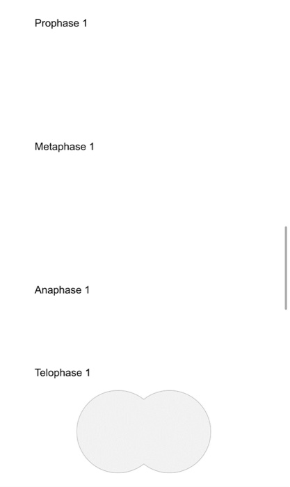 Prophase 1 Metaphase 1 Anaphase 1 Telophase 1