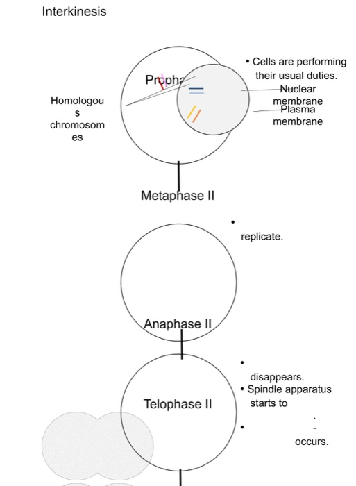 Interkinesis Prophe • Cells are performing their usual duties. Nuclear membrane Plasma membrane Homologou S chromosom es Meta