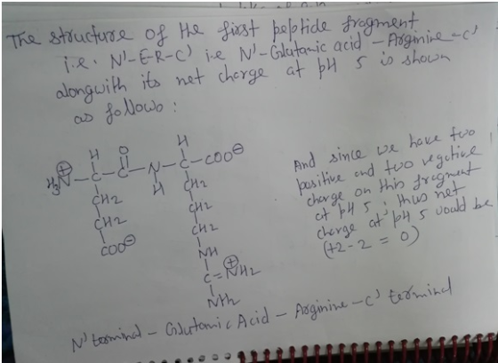The structure of the first peptide fragment lie. N-E-R-C) ie N-Glutamic acid - Arginine act along with its net charge at pH