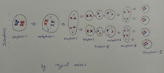 XX XXX - Interphase prophase-1 Metaphuse-1 Anuphuse | Telo phase-/ Metaphase-II Prophase-II Anaphase-II Telophase-I fig. Typi