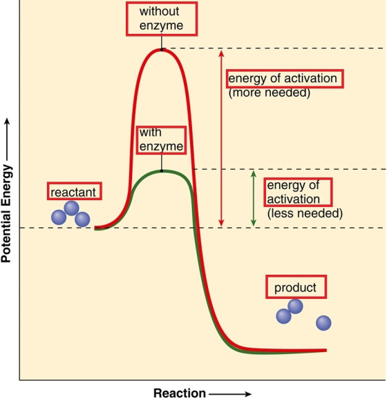 without enzyme energy of activation more neede WI enzyme energyo activation (less needed) reactant O. product Reaction