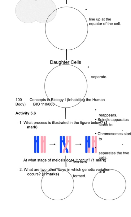line up at the equator of the cell. Daughter Cells separate. 100 Concepts in Biology (Inhabiting the Human Body) BIO 110/060