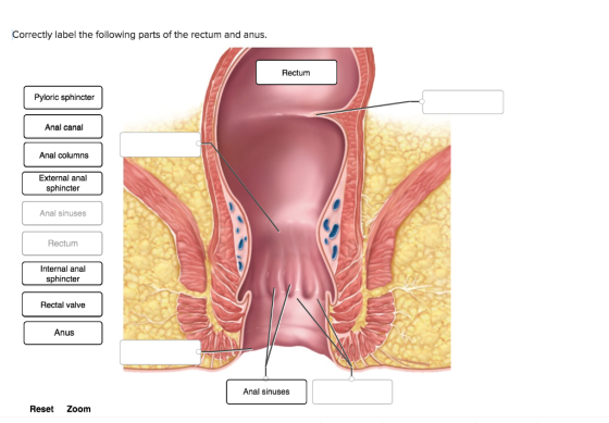 Correctly label the following parts of the rectum and anus. Rectum Pyloric sphincter Anal canal Anal columns External anal sphincter Anal sinuses Rectum Internal anal sphincter Rectal valve Anus Anal sinuses Reset Zoom