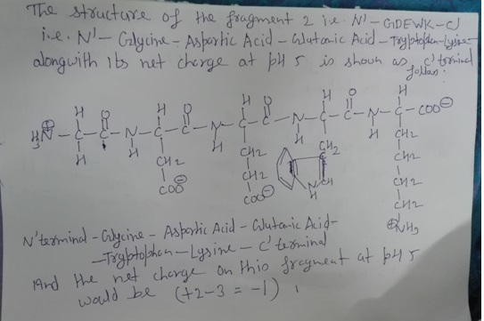The structure of the fragment 2 il. N JGDE WK-C le. N- Glycine - Aspartic Acid - Glatonic Acid - Trylotofken-lysse along wi