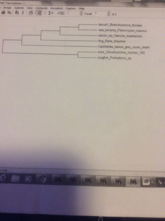 M6 Tree Explorer Image Subtree View Compute Ancestors Caption Help 礨咕鼎冫 § E ) 針ピ冠 Tree# 1 of 3 lancet1 Branchiostoma_floridae -sea-lamprey,Petromyzon marinus electn ray_Narcine_brasiliensis frog Rana_drayton Carcharias taurus_grey nurse_shark trout Oncorhynchus-mykiss-las lungfish Protopterus sp : 319