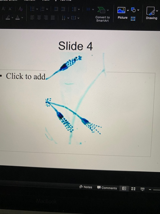 20 v AA AOI Evv Lv ETA () ili Convert to SmartArt Picture Drawing Slide 4 - Click to add so Notes Comments H! MacBooK