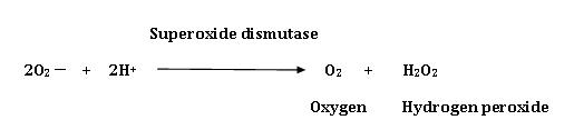 Superoxide dismutase 202 2H+ 02H202 Oxygen Hydrogen peroxide