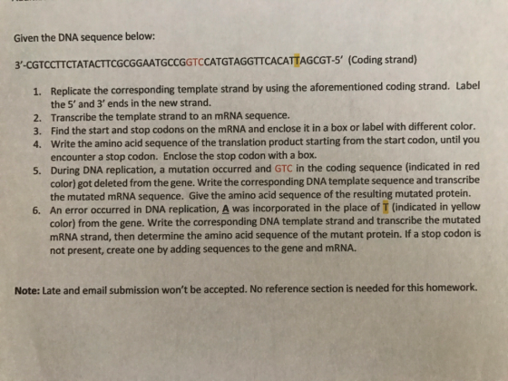 Given the DNA sequence below: 3-CGTCCTTCTATACTTCGCGGAATGCCGGTCCATGTAGGTTCACATTAGCGT-5 (Coding strand) Replicate the corresponding template strand by using the aforementioned coding strand. Label the 5 and 3 ends in the new strand. Transcribe the template strand to an mRNA sequence. Find the start and stop codons on the mRNA and enclose it in a box or label with different color. Write the amino acid sequence of the translation product starting from the start codon, until you encounter a stop codon. Enclose the stop codon with a box. During DNA replication, a mutation occurred and GTC in the coding sequence (indicated in red color) got deleted from the gene. Write the corresponding DNA template sequence and transcribe the mutated mRNA sequence. Give the amino acid sequence of the resulting mutated protein. An error occurred in DNA replication, A was incorporated in the place of T (indicated in yellow color) from the gene. Write the corresponding DNA template strand and transcribe the mutated mRNA strand, then determine the amino acid sequence of the mutant protein. If a stop codon is not present, create one by adding sequences to the gene and mRNA. 1. 2. 3. 4. 5. 6. Note: Late and email submission wont be accepted. No reference section is needed for this homework.