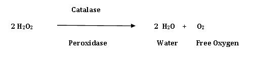 Catalase 2 H20 02 2 H202 Water Free Oxygen Peroxidase