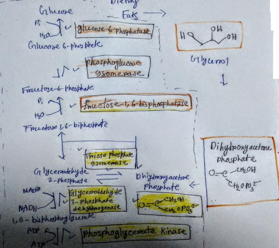 lul lui Dietroy Glucose Fats Tul glucose-6-phosphatuse 120. Glucose 6-phosphate belycerol phosphoglucose vulgsome pase Fructo