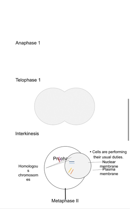 Anaphase 1 Telophase 1 Interkinesis Proph? • Cells are performing their usual duties. Nuclear membrane Plasma membrane Homolo