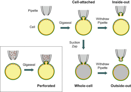 Cell-attached Inside-out Pipette Withdraw Pipette Gigaseal Cell Suction Zap Gigaseal Withdraw Pipette Perforated Whole-cell O