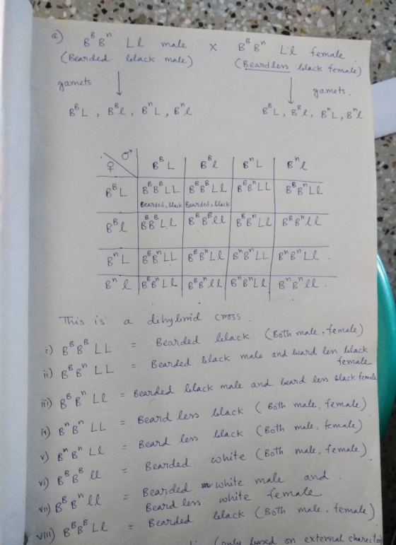 a) por (Bearded Ll black male mate) x B 8h Ll female (Beardless black female) gamets I gamets. Bol, Bre, &ul, bre 8L sre, BL,