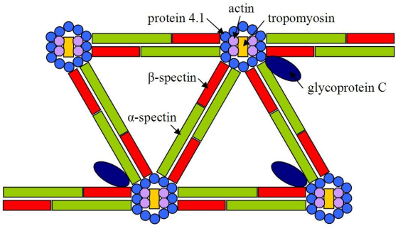 actin protein 4.1 tropomyosin B-spectin glycoprotein C A-spectin