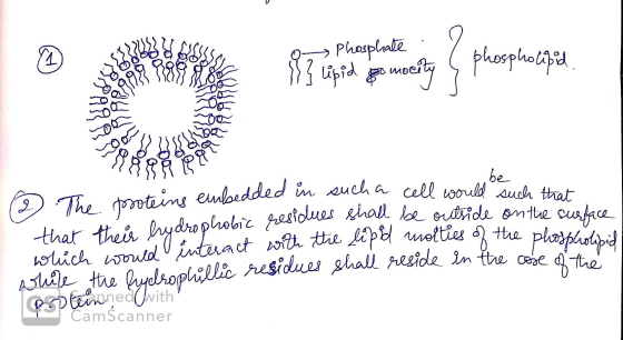 Q > Phosphate a }} upid gamocity 4 city , phospholipid be lobid moities of the phospholipid ② The proteins embedded in such a