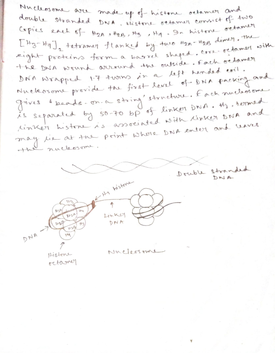 DNA Histone retar octamer Ha .In histone Mosome are double made up of histone stranded octomer an Histone octamer consist of