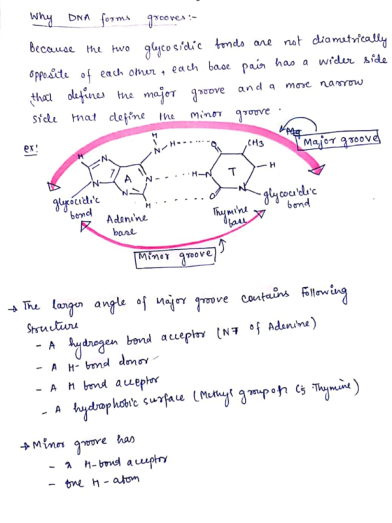 Why DNA forms groover :- Because the two glycosidic fonds are not diametrically opposite of each other, each base pair has a