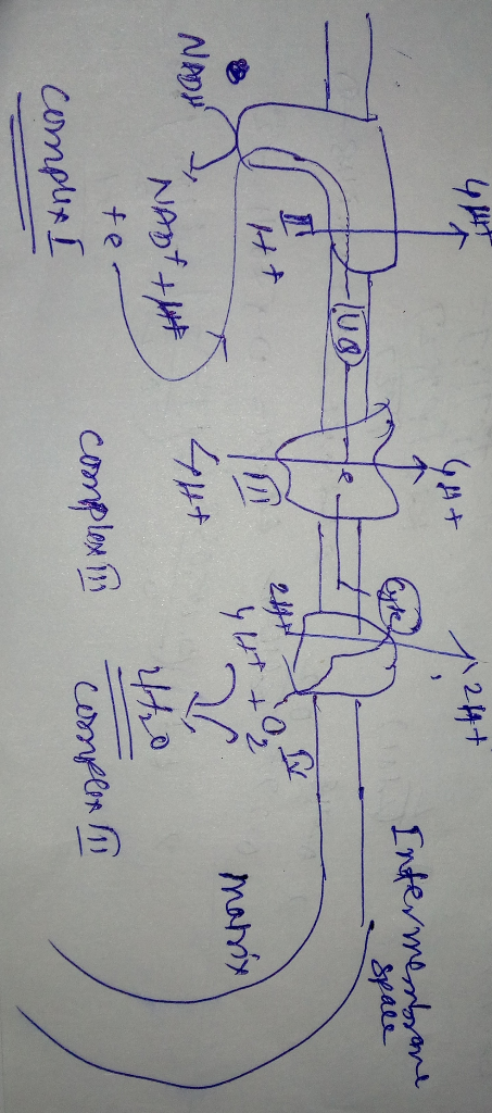Intermembrane Spale 244 44 1 matrix HA NADHd 447 440 Nant+ht te complex I complex in complet