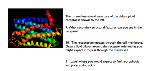 The three-dimensional structure of the delta-opioid receptor is shown to the left. 9. What secondary structural features can