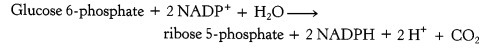 Glucose 6-phosphate + 2 NADP H20 ribose 5-phosphate + 2 NADPH 2H CO2