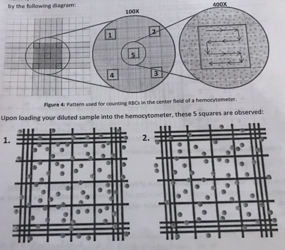 by the following diagram: 400X 100X Figure 4: Pattern used for counting RBCs in the center field of a hemocytometer. Upon loa