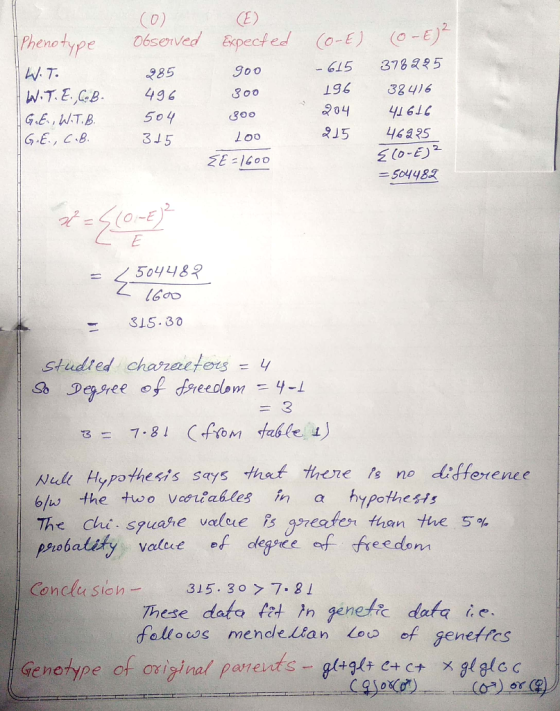 (E) Expected (0) observed 285 496 504 315 Phenotype W.T. W.T.E.C.B. G.E., W.T.B. G.E., C.B. (o-E) - 615 196 goo 300 300 204 (