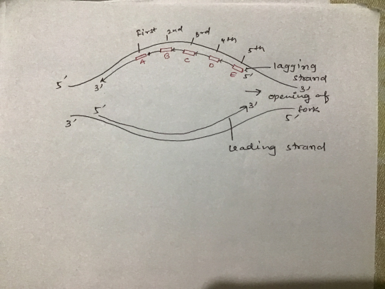 First and sa 4th ofte 5th -lagging strand opening of fork reading strand