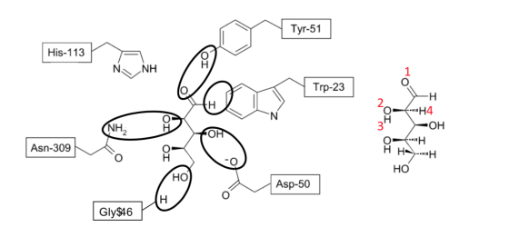 Tyr-51 His-113 N. NH 1 Trp-23 H -Н -- H4 ОН NH, 9- OI OI ен Asn-309 OI HHS -...Н НО НО Asp-50 Н Gly$46